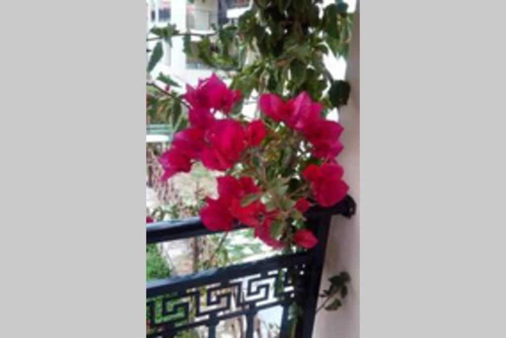Meandros Apartment Garden View سكوبيلوس تاون المظهر الخارجي الصورة